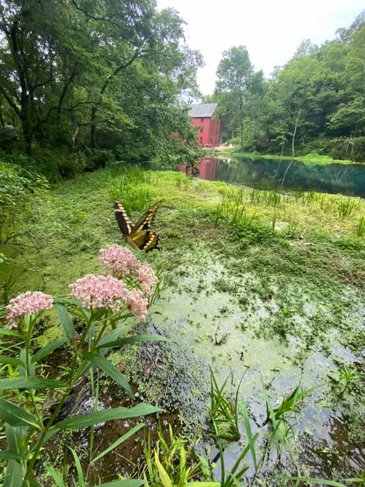 A swallowtail butterfly beside a historic red mill and spring-fed pond in the Ozarks